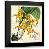 Fitch, Walter, Joseph Black Modern Framed Museum Art Print pod nazivom - Orhideja