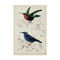 Zaštitni znak likovna umjetnost 'd'Orbigny ptice I' platno umjetnost M. Charles d'Orbigny